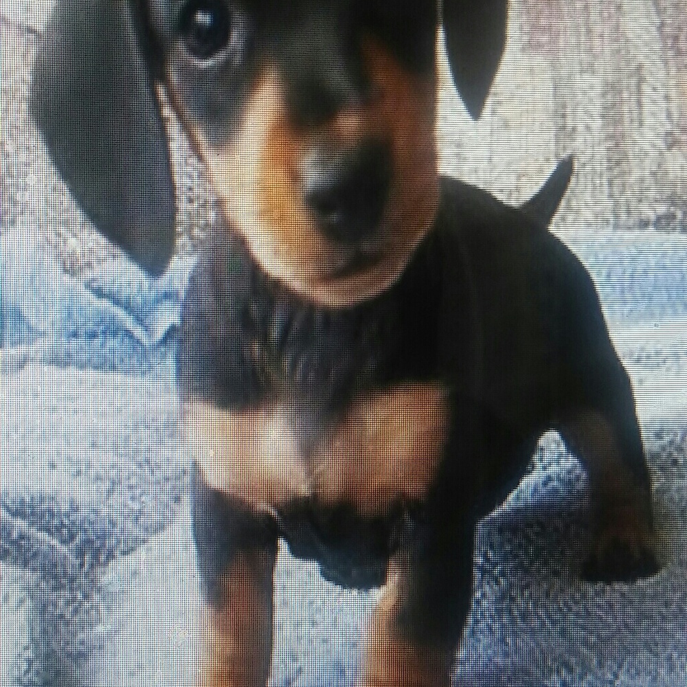 Meet your Posher, Rod